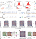 Synaptic connectivity mapping among thousands of neurons via…