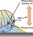 Junctional Role of Anionic Domain of Mussel Foot Protein Typ…