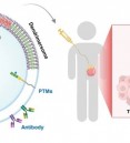 Cell-free protein synthesis and vesicle systems for programm…