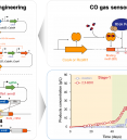 Metabolic engineering of acetogenic bacteria using CO gas-se…