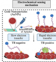 Development of a Femtosensitive Electrochemical Aptasensor f…