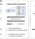 Expanding the genetic code: Strategies for noncanonical amin…