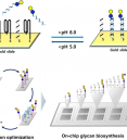 Exploiting glycan arrays and biosensors to diagnose and unde…