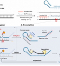 Rapid on-site SNP discrimination across diverse mutational c…